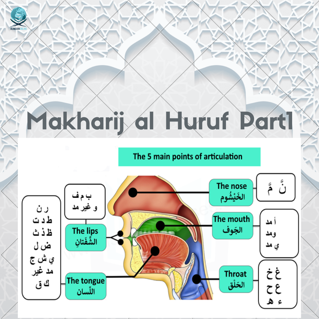 Makharij al Huruf Part( Articulation Points part 1) Tajweed lesson 2